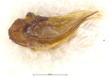 Media type: image;   Entomology 6023 Aspect: genitalia